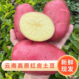 云南大理农家自种新鲜现挖现发沙面软糯红皮黄心土豆超性价比