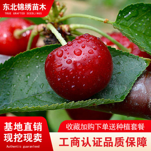 大连樱桃树苗嫁接盆栽地栽辽宁樱桃品种南北方种植耐寒当年结果苗