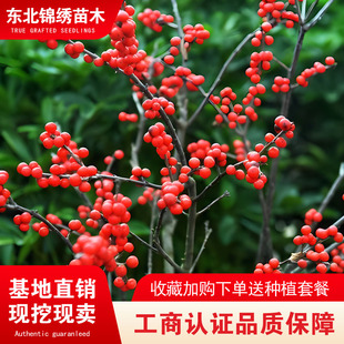 进口北美冬青相思红果盆栽绿植小苗庭院树苗耐寒易成活阳台办公桌