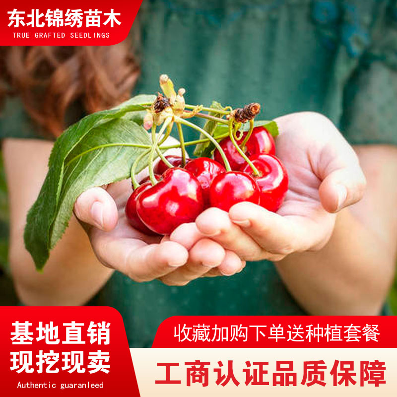 沙王大樱桃树苗嫁接南北种植结果