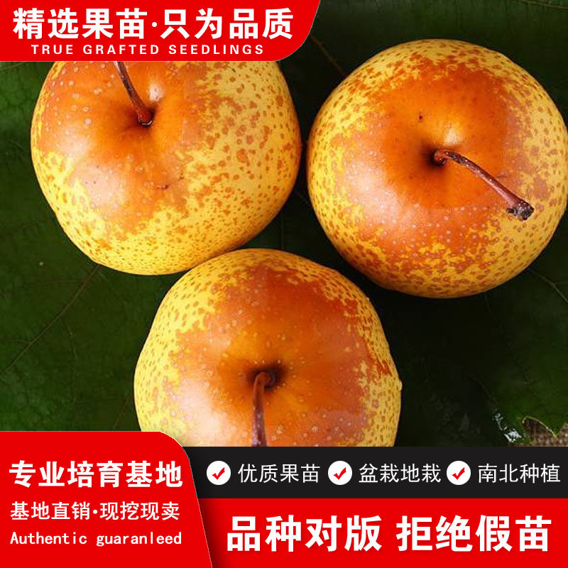 嫁接秋子梨树苗当年结果正宗酸梨树苗沙果梨苗花盖梨树苗南北种植