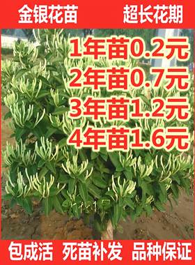 金银花苗北花一号懒汉爬藤植物盆栽地栽食用药用四季金银花树苗