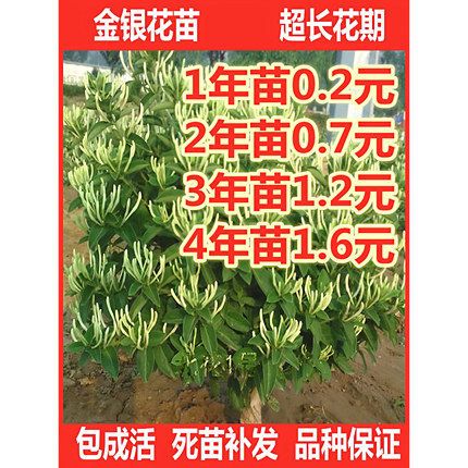 金银花苗北花一号懒汉爬藤植物盆栽地栽食用药用四季金银花树苗