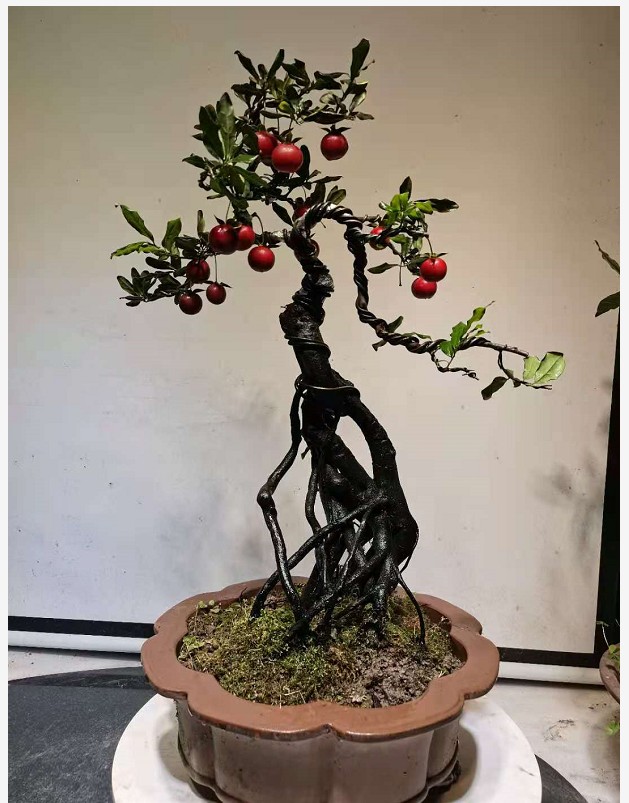 金弹子小叶e红芽紫血红丰果盆景阳台植物植物趣味趣味盆栽庭院花