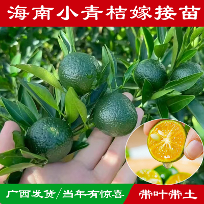小青桔树苗柠檬果苗海南小金桔