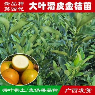 广西金桔树苗新品种第四代大叶滑皮金桔脆皮金桔脆蜜金桔果树苗