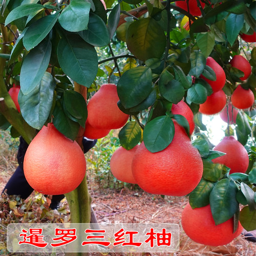 水果树苗暹罗红柚香水红柚常绿