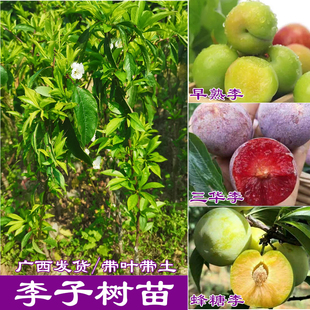 钱排银妃三华李果树苗早熟三月李米李子青李树苗南方种植当年结果