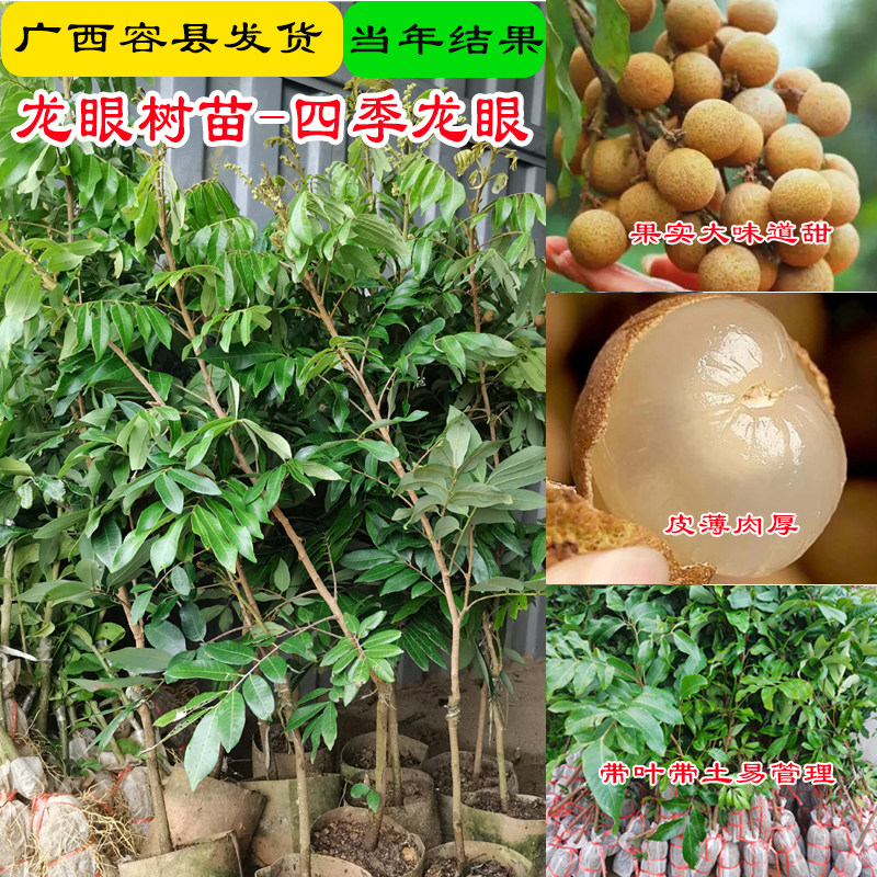 龙眼嫁接当年结果南方种植