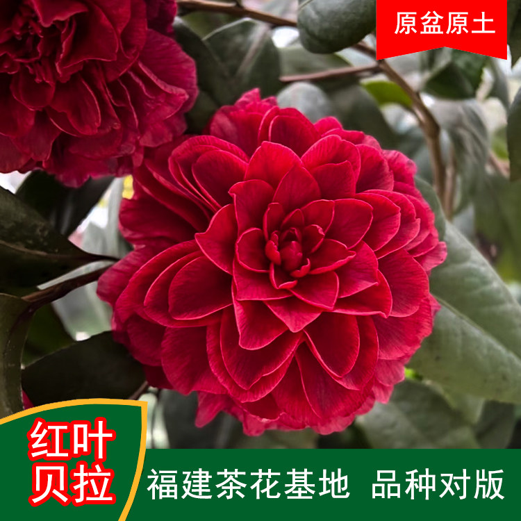 红叶贝拉珍贵品种茶花四季常青观花绿植阳台庭院窗台花卉基地直发