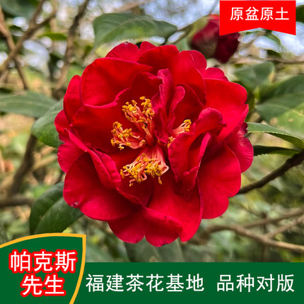 帕克斯先生茶花珍贵品种茶花四季常青观花绿植阳台庭院窗台花卉