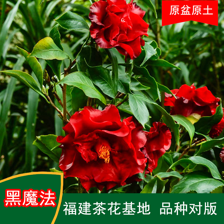黑魔法珍贵品种茶花四季常青观花绿植阳台庭院窗台花卉基地直发