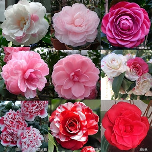 4-5年茶花珍贵品种包对版原盆原土福建基地发货阳台庭院绿植花卉