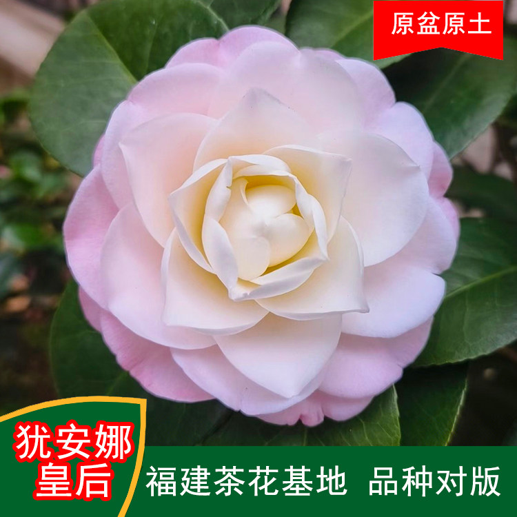 犹安娜皇后珍贵品种茶花四季常青观花绿植阳台庭院窗台花卉基地,鲜花速递/花卉仿真/绿植园艺,绿植,淘宝优惠券,粉丝福利购,淘宝优惠卷