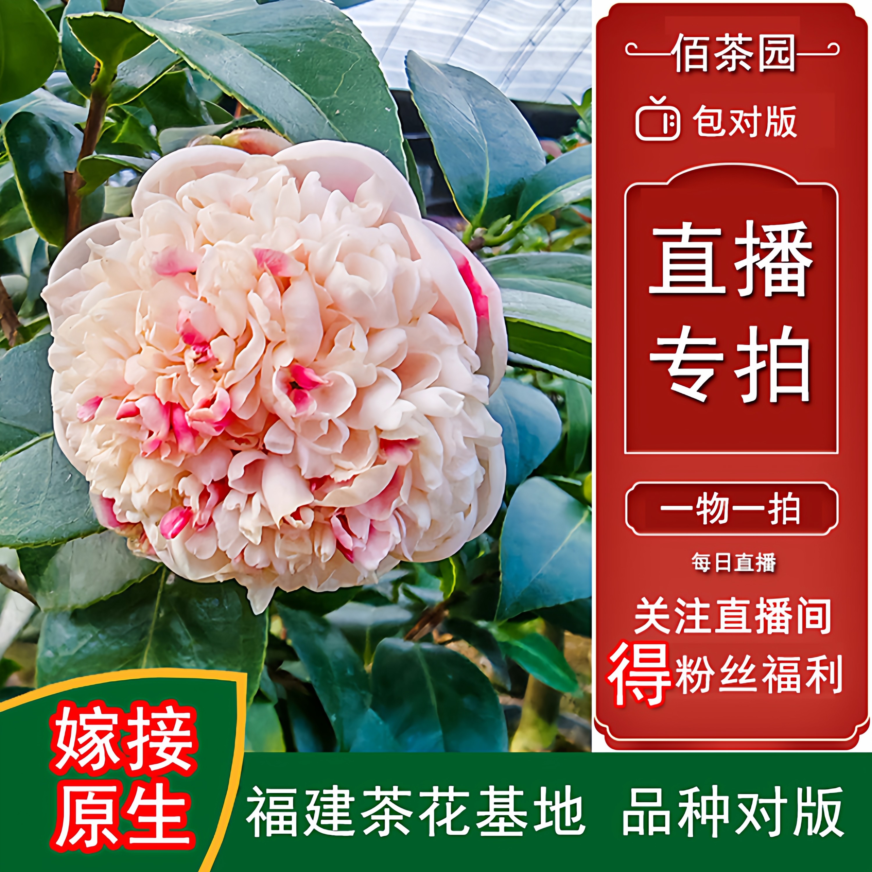 茶花珍贵品种嫁接老桩四季常青观花绿植阳台庭院窗台花卉基地直发,鲜花速递/花卉仿真/绿植园艺,绿植,淘宝优惠券,粉丝福利购,淘宝优惠卷