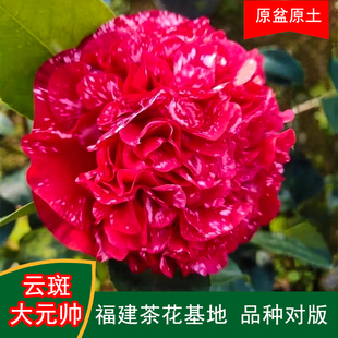 云斑大元帅珍贵品种茶花四季常青观花绿植阳台庭院窗台花卉基地