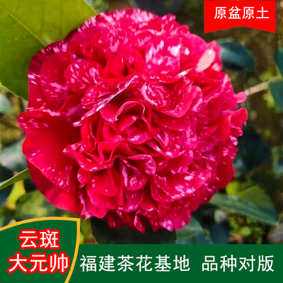 云斑大元帅珍贵品种茶花四季常青观花绿植阳台庭院窗台花卉基地