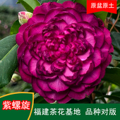 紫螺旋珍贵品种茶花四季 常青观花绿植阳台庭院窗台花卉基地直发
