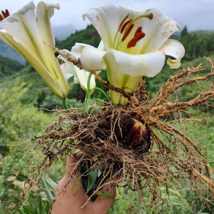 贵州野生紫百合新鲜百合食用药用野百合可种球,食用药百合现挖