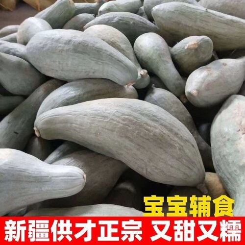 金丝板栗南瓜倭瓜新疆贵族南瓜