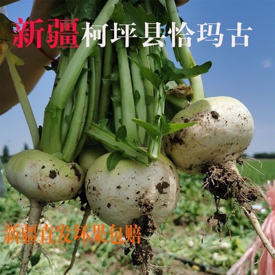 恰玛古新疆阿克苏柯坪县新鲜诸葛菜碱性食物当季恰玛古蔬菜炒菜时