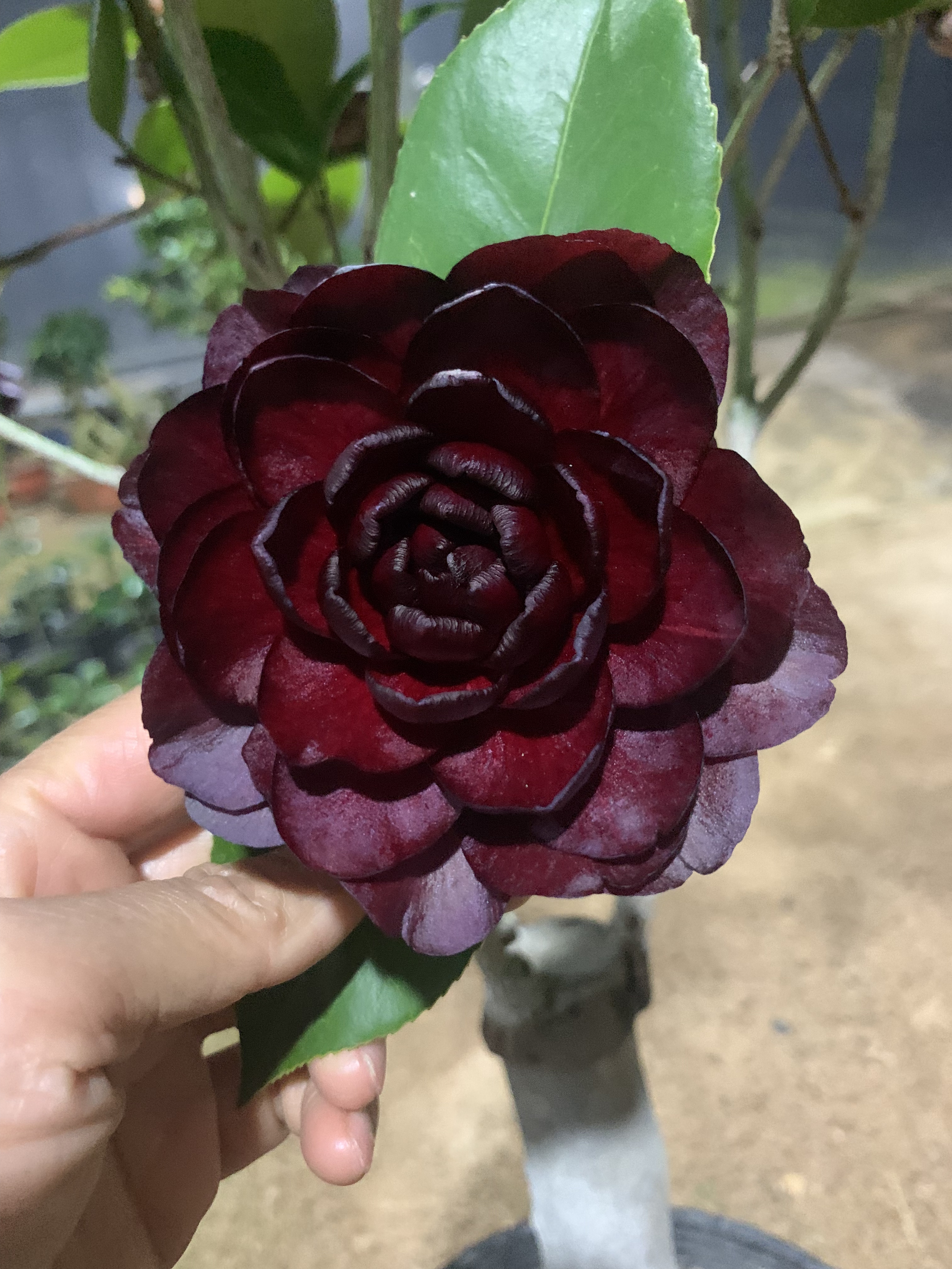 超墨茶花超级墨川稀有花卉树苗盆栽植物阳台庭院观赏花