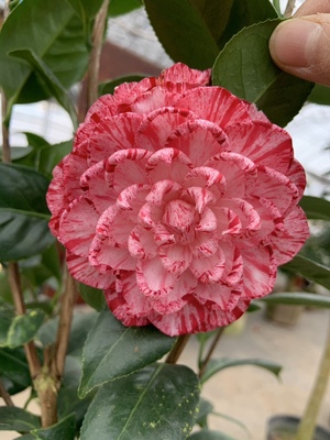 白瑞奇品种茶花原生带花苞大苗 精品白底红条纹复色系品种 包对版