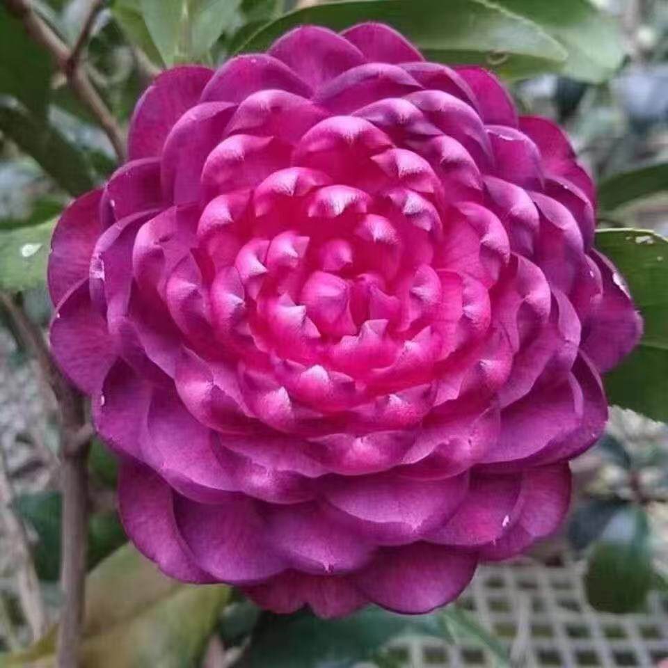 紫螺旋茶花品种原生苗一颗盆栽花卉稀有名贵植物,鲜花速递/花卉仿真/绿植园艺,时令草本花卉,淘宝优惠券,粉丝福利购,淘宝优惠卷