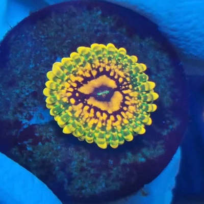 混沌纽扣珊瑚扣皇平流层爆炸橙正红蜂三只橘子艾伦之眼小黄人海缸