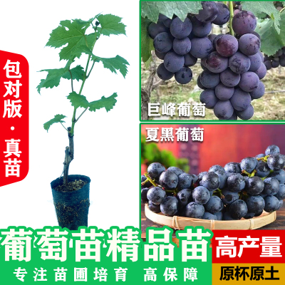 葡萄树苗南北方种植盆栽地栽特大