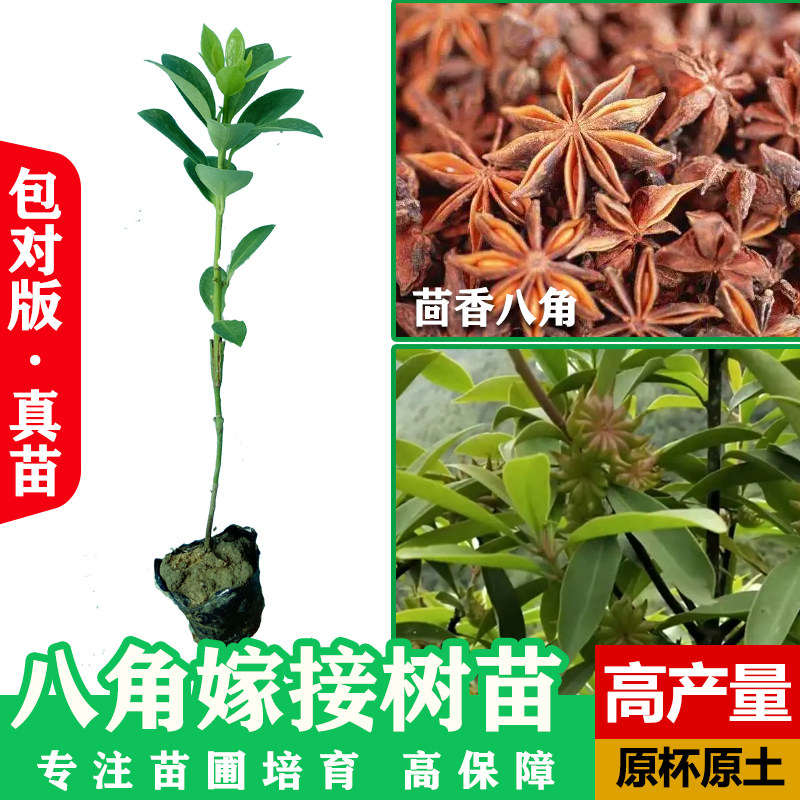 八角树树苗广西大红八角嫁接苗高产矮化食用大料茴香树苗当年结果