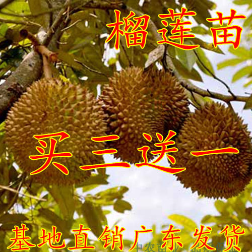 榴莲苗南方种植价格 榴莲苗南方种植图片 星期三