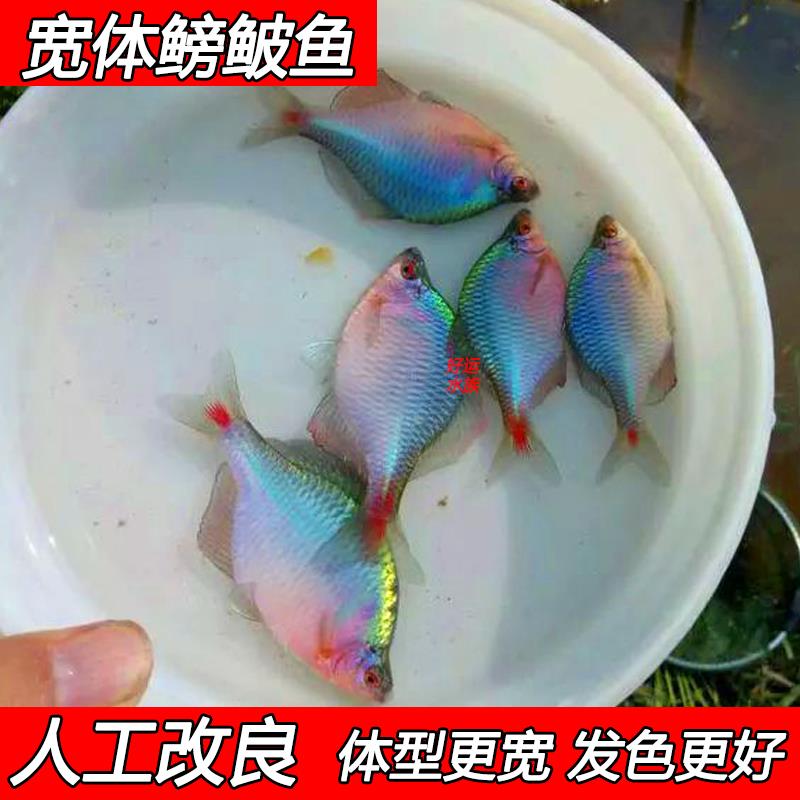 好养淡水观赏鳑鲏鱼七彩旁皮除藻冷水鱼活体小型鱼苗原生群游小鱼