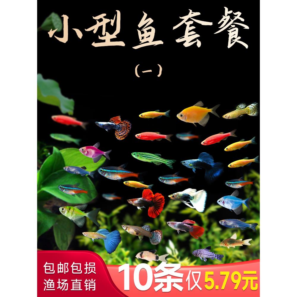 小型热带观赏活鱼斑马鱼孔雀鱼红绿灯科天使神仙金鱼淡水好养小鱼