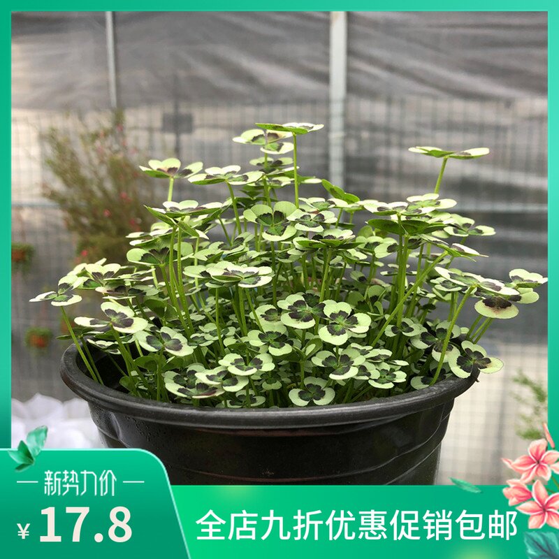 草本花卉观叶植物素材模板 草本花卉观叶植物图片下载 小麦优选