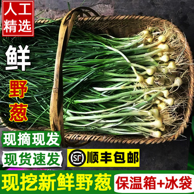 井之绿野葱新鲜现挖现发