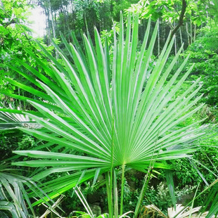 新鲜粽榈树叶粽绳草绳包粽子捆绑绳子