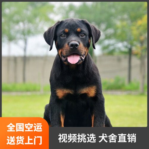 罗威纳幼犬价格 罗威纳幼犬图片 星期三