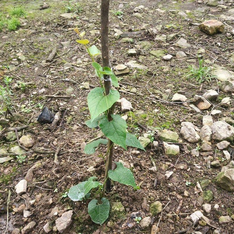 绿植花卉鲜花园艺茉莉水杨梅玫瑰桂花赤楠砂糖橘沃柑等直播素材