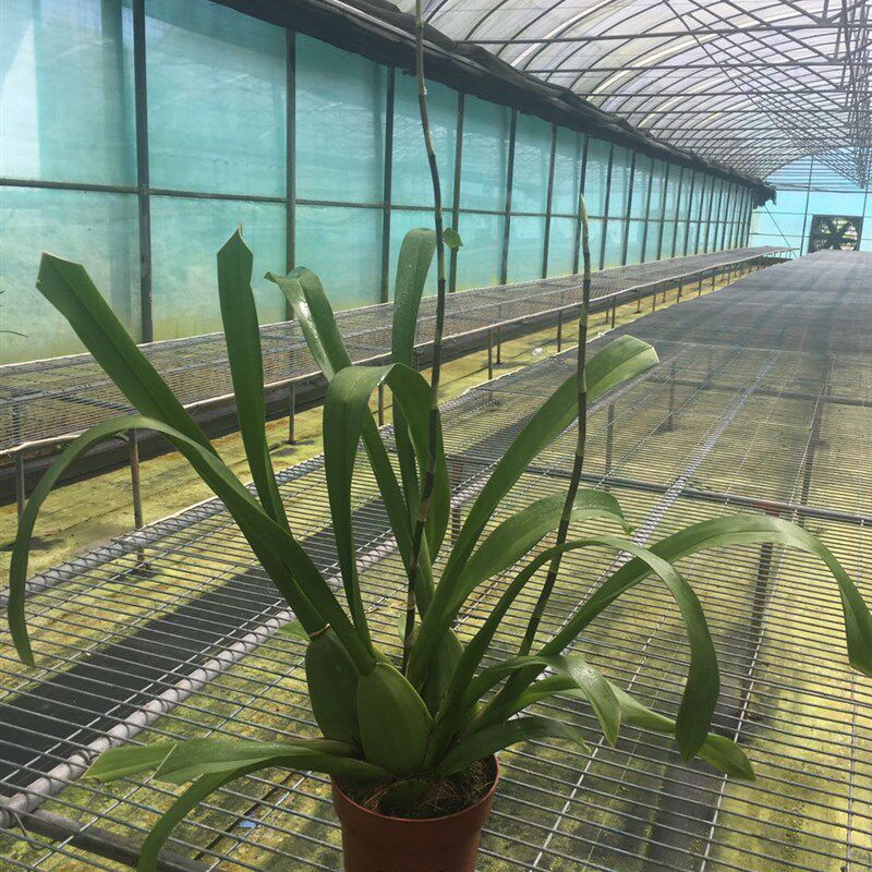 门神文心兰 巨型文心兰 带浓香 夏季花期 开花时间长 不怕晒