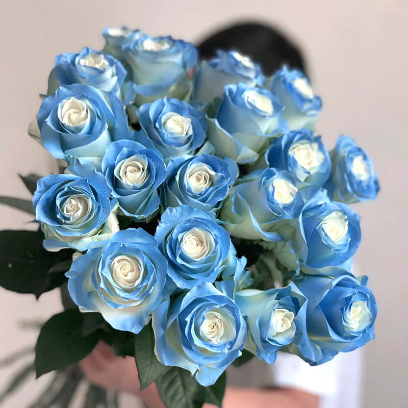 A级碎冰蓝玫瑰花鲜花云南直发昆明基地直批鲜切花水养家用插花