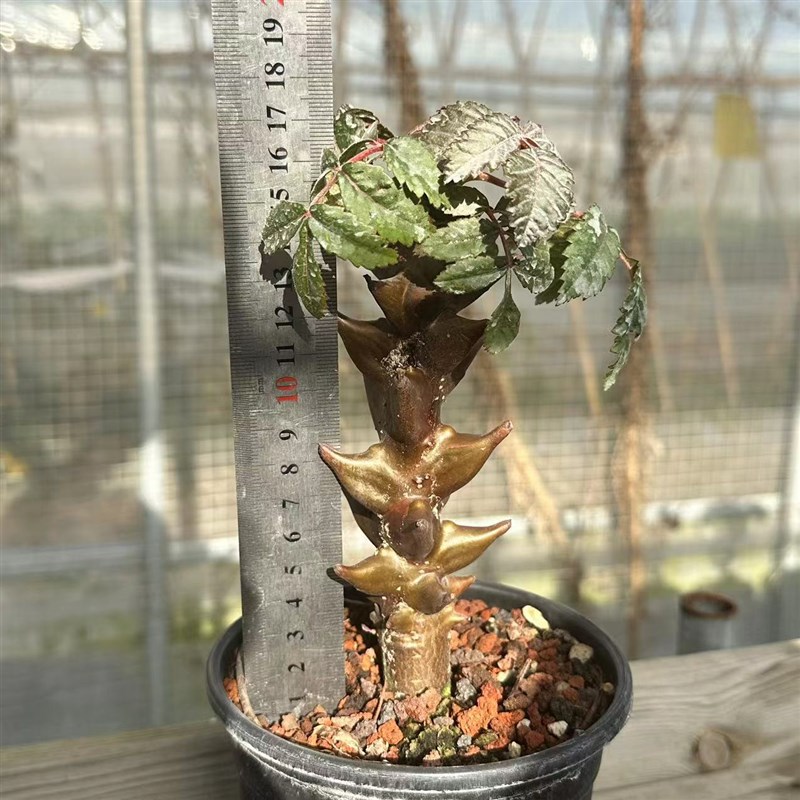 城南别院墨西哥角榄Beiselia mexicana 块根多肉植物实物一物一拍