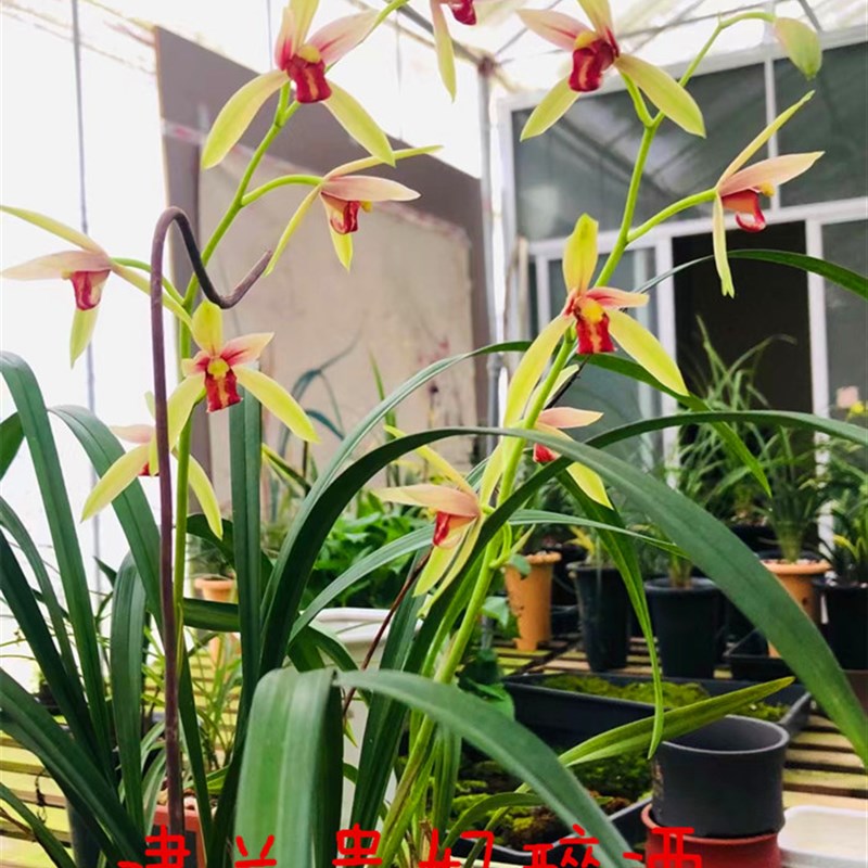 建兰铭品 墨宝 赤诚 贵妃醉酒 仙山红兰花苗红花带花苞浓香型花卉