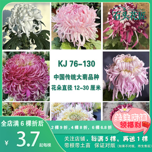 石头花匠中国传统大菊苗55个品种 泥金豹七彩北汤独本菊花多年生