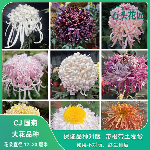 传统大菊国华菊花中国菊