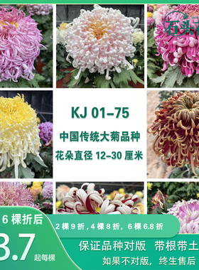 石头花匠 中国大菊苗75个品种 燕山秋韵 独本菊花多年生宿根