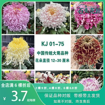 中国大菊苗独本菊苗狮子头菊