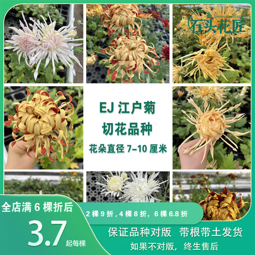 江户菊花苗日本菊花苗