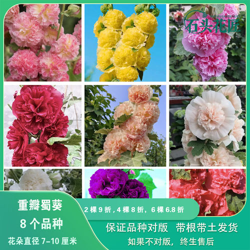 蜀葵苗重瓣桃子与梦多年生
