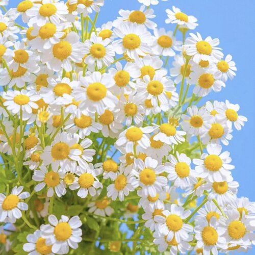 可可洋甘菊切花品种苗